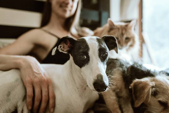 Feature photo: Tips for Providing the Best Pet Care While House Sitting 
